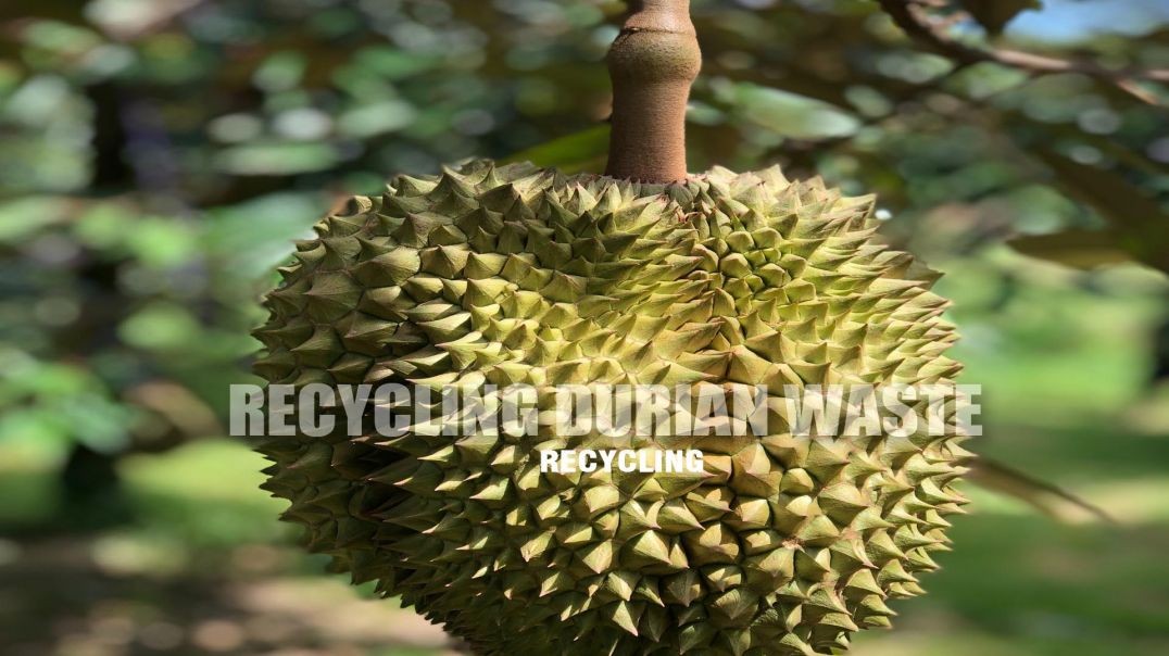 These plasters are made from fruit waste