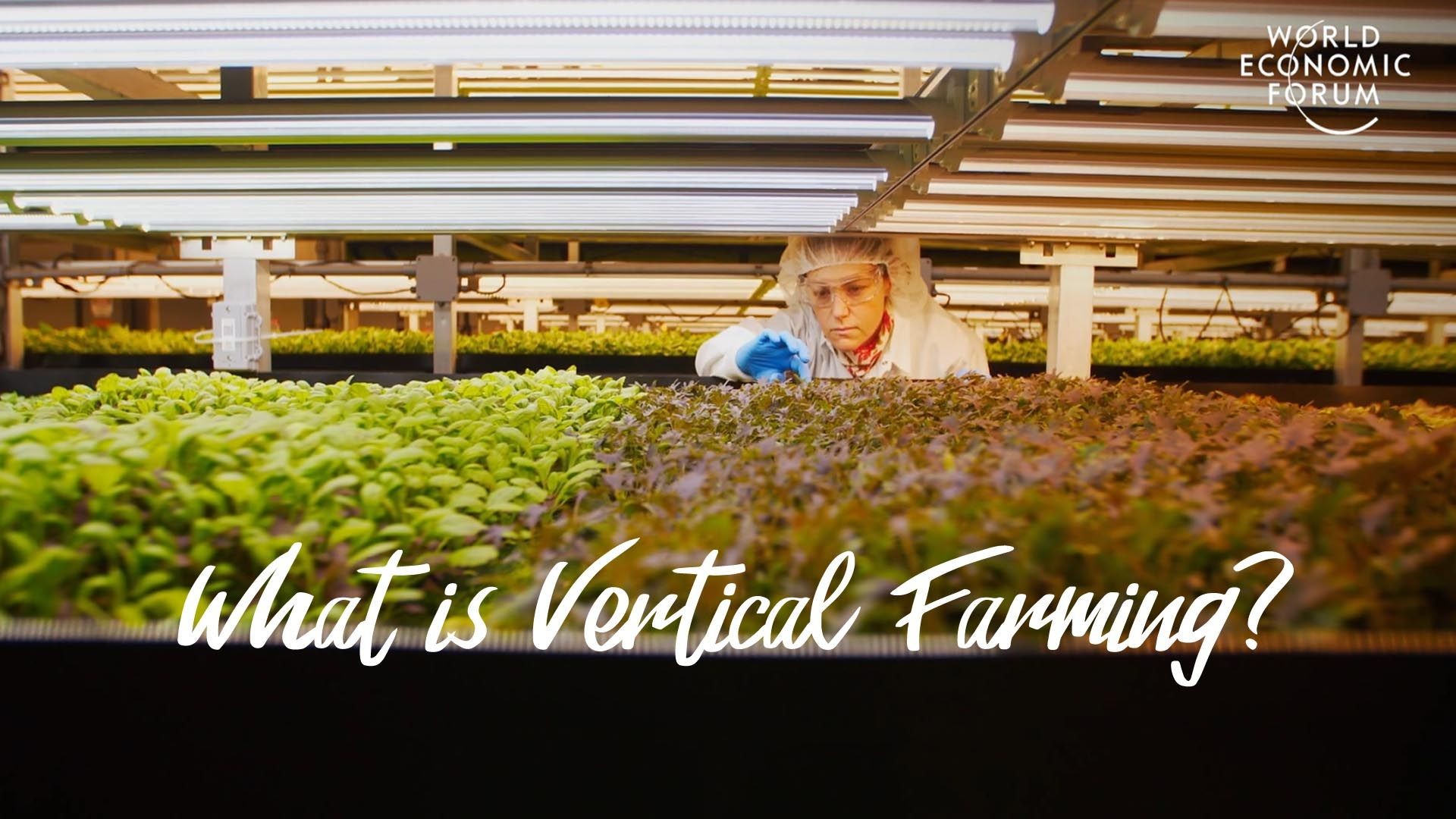 What is vertical farming? And what are the benefits? | Pioneers for Our Planet