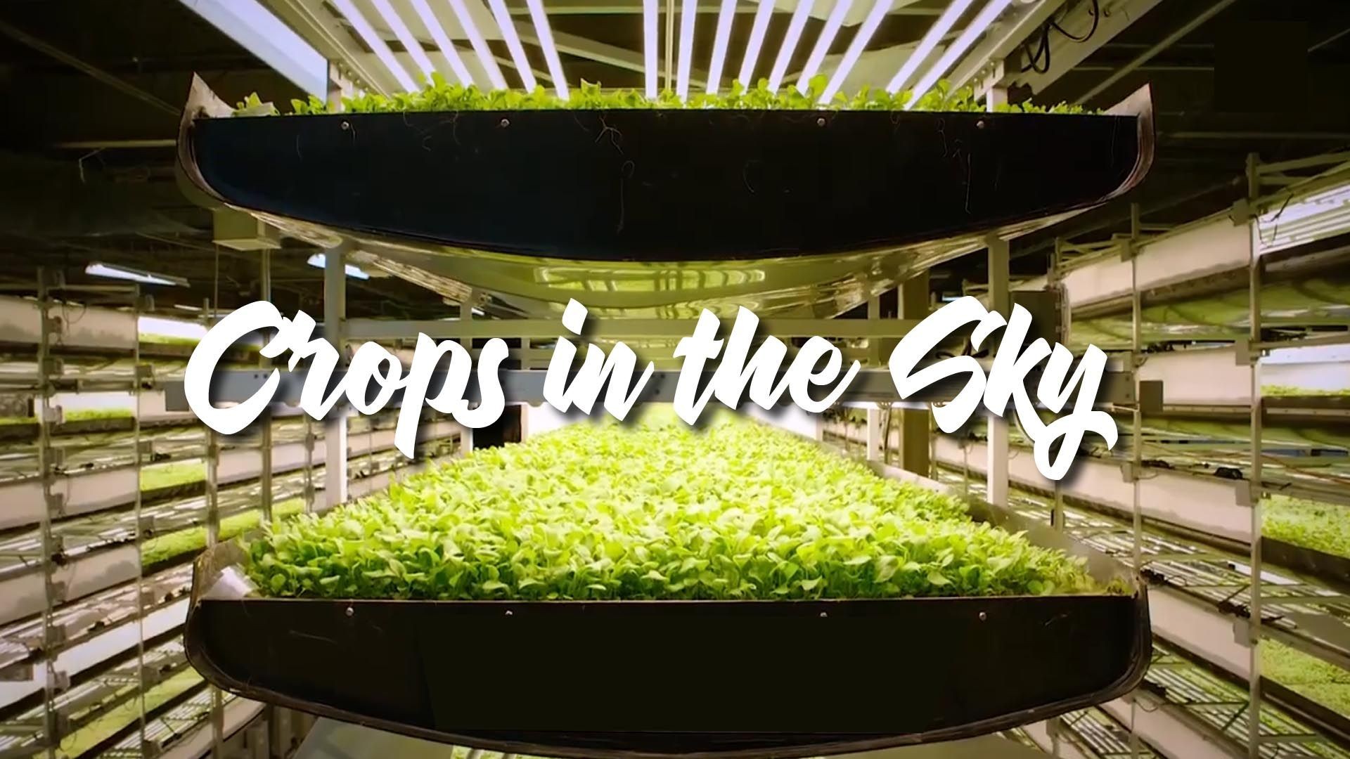 Crops in the Sky - Is Vertical Farming the Future? Vertical Farming Advantages and Disadvantages