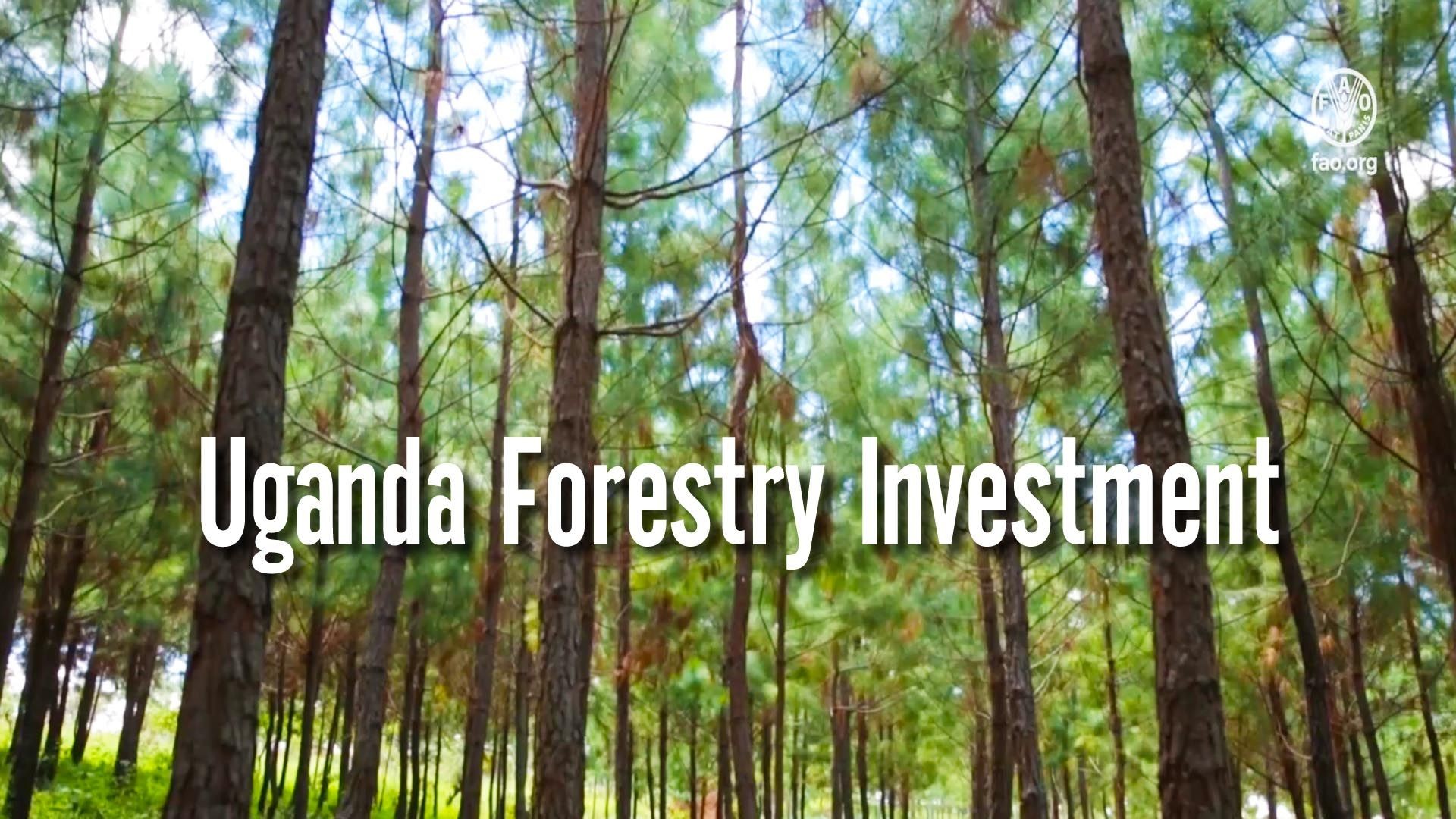 Creating opportunities for forestry investment in Uganda