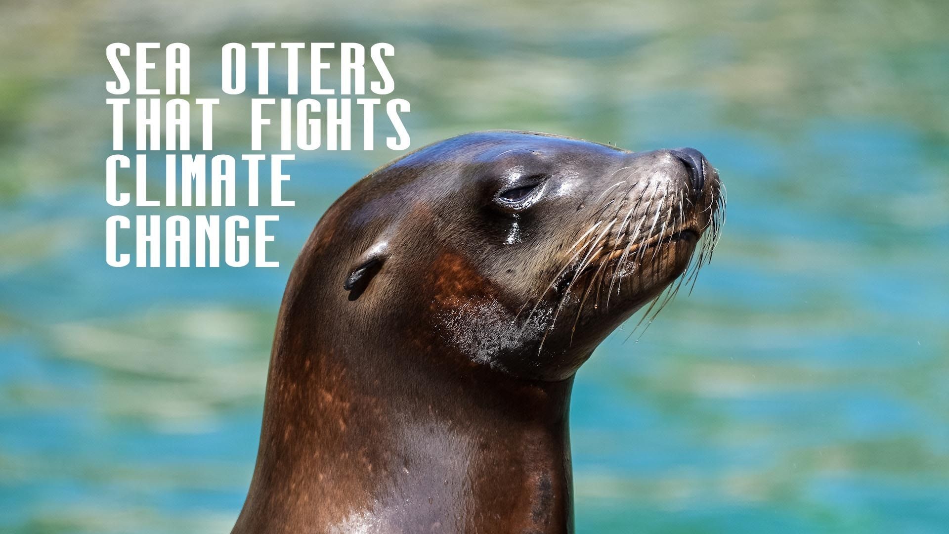 Sea Otters that Fight Climate Change