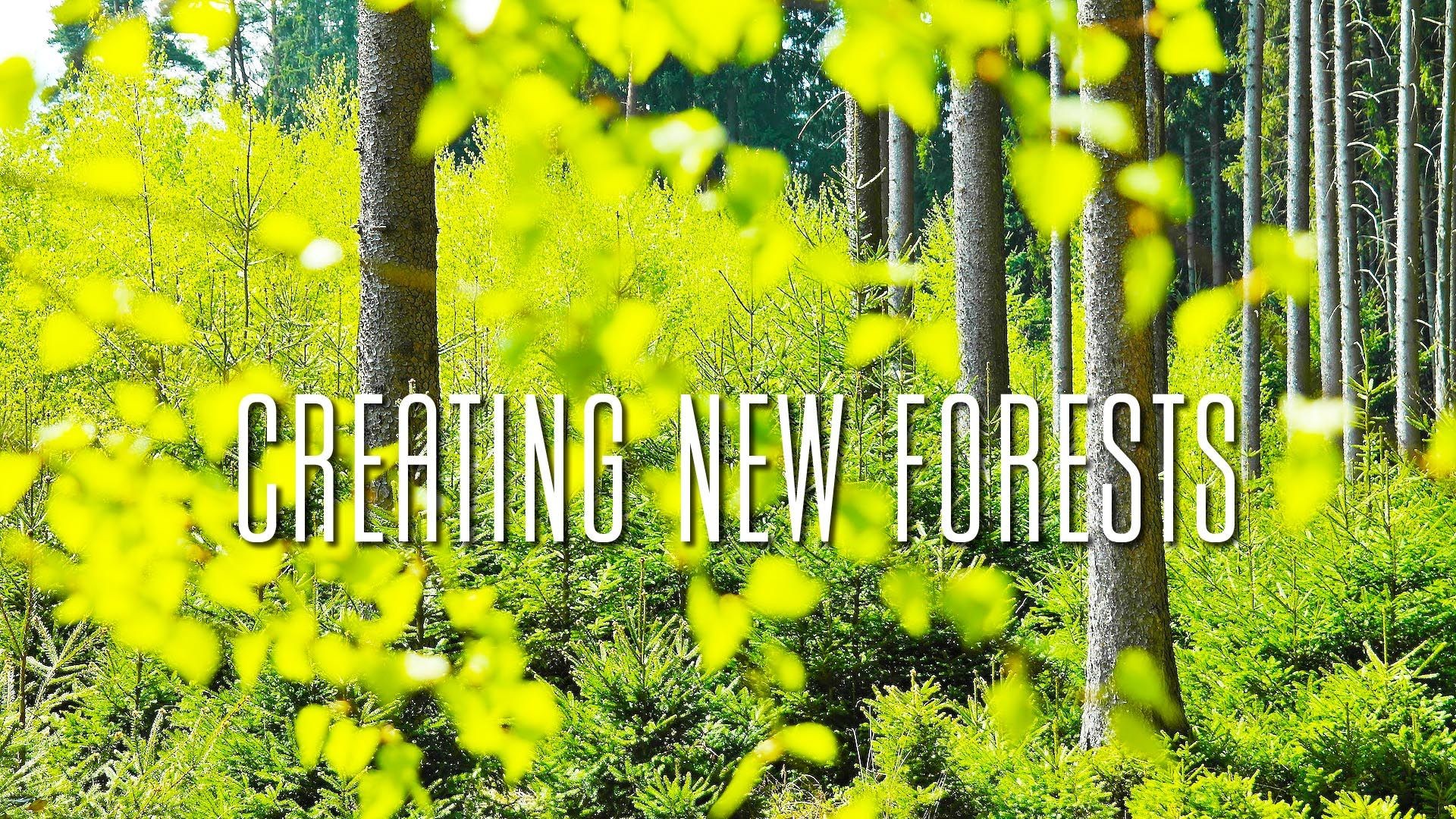 How to Grow a Forest: creating new native forests How to Grow a Forest: creating new native forests