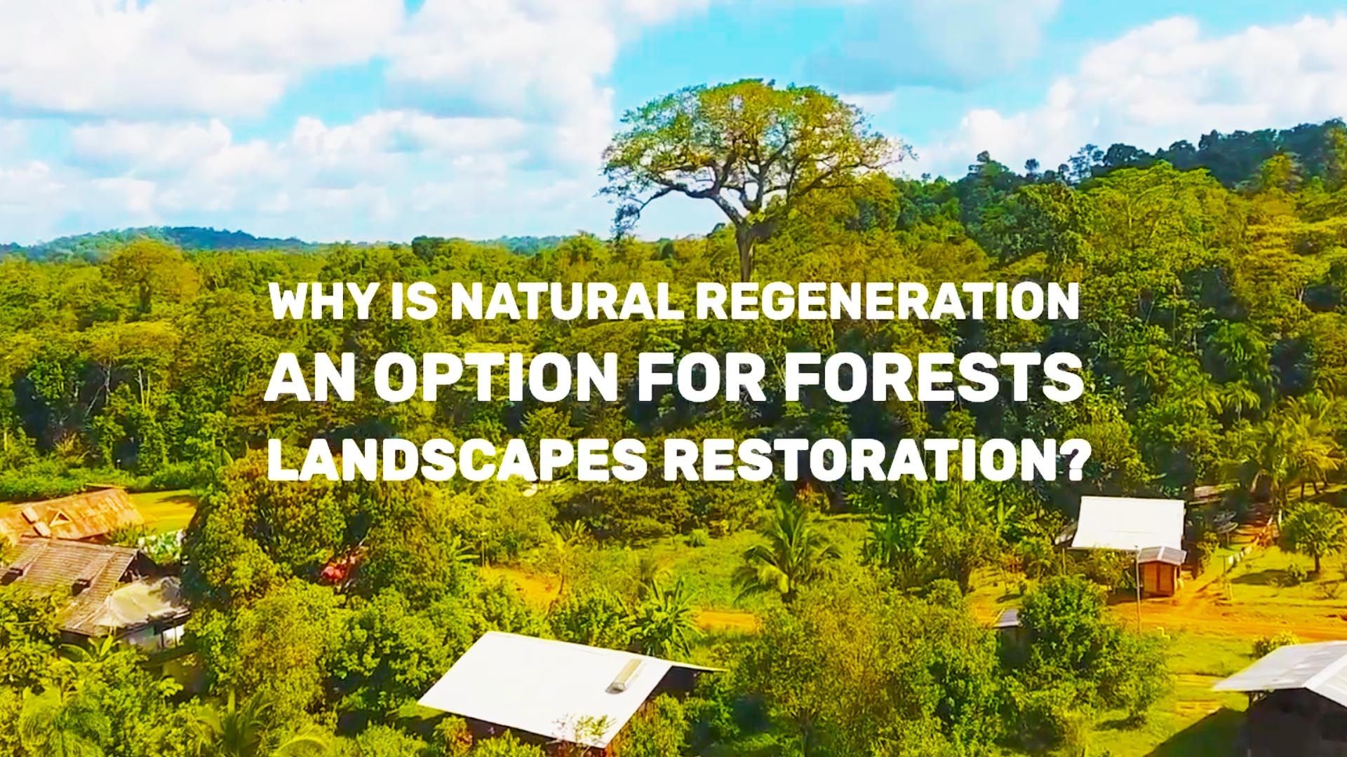 Why is natural regeneration an option for Forests Landscape Restoration?