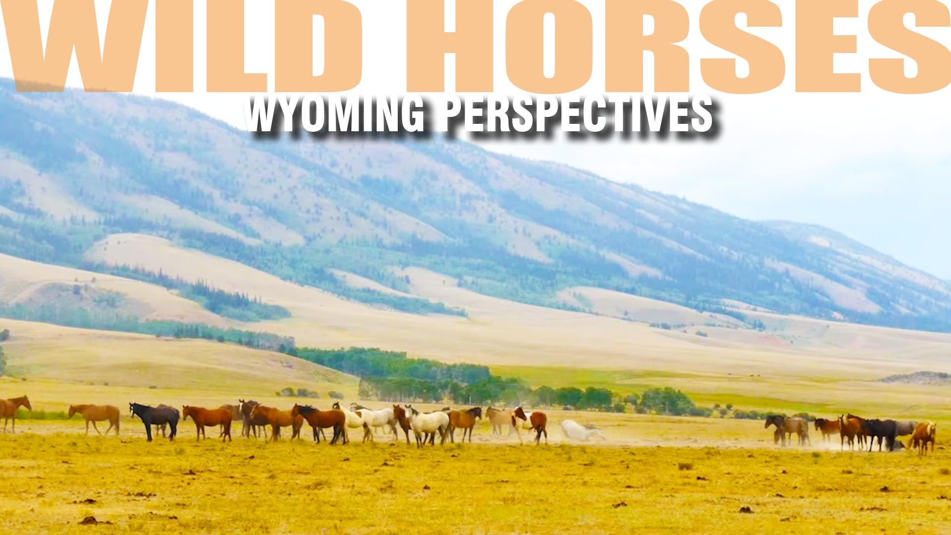Wild Horses: Wyoming Perspectives