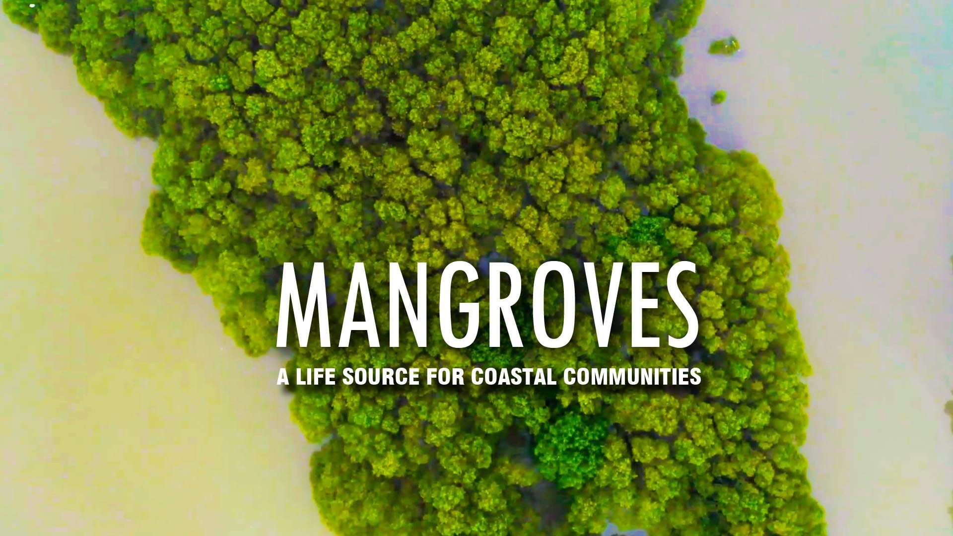 Mangroves: a life source for coastal communities