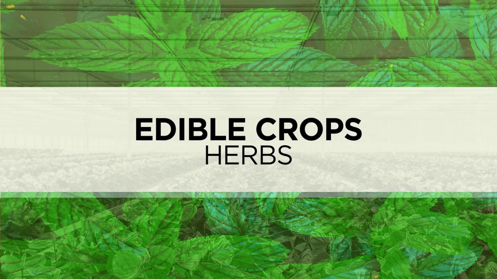 Best PRO-MIX Growing Media for Edible Crops: Herbs