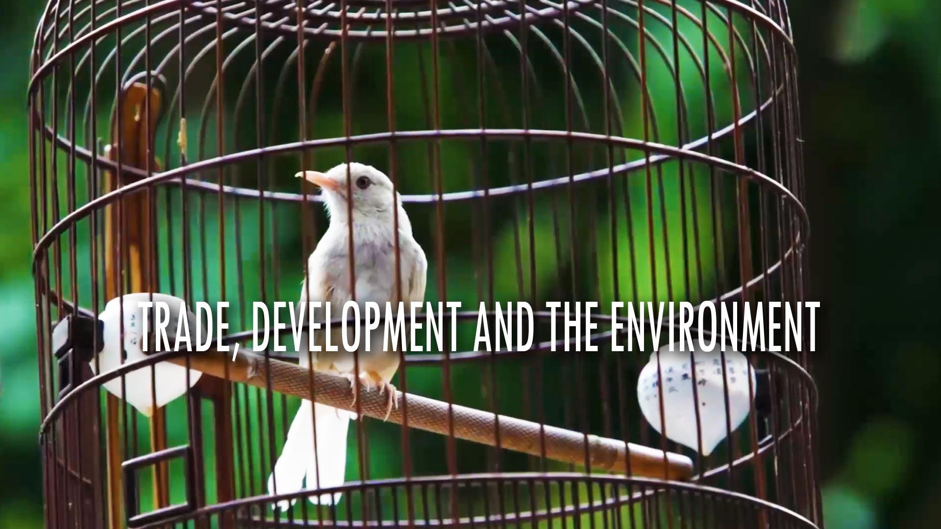The Trade, Development and the Environment Hub (TRADE Hub)