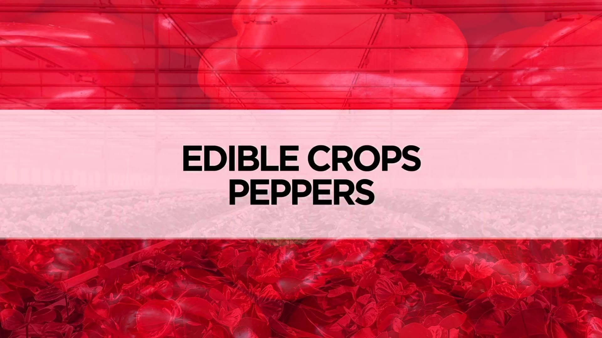 Best PRO-MIX Growing Media for Edible Crops: Peppers