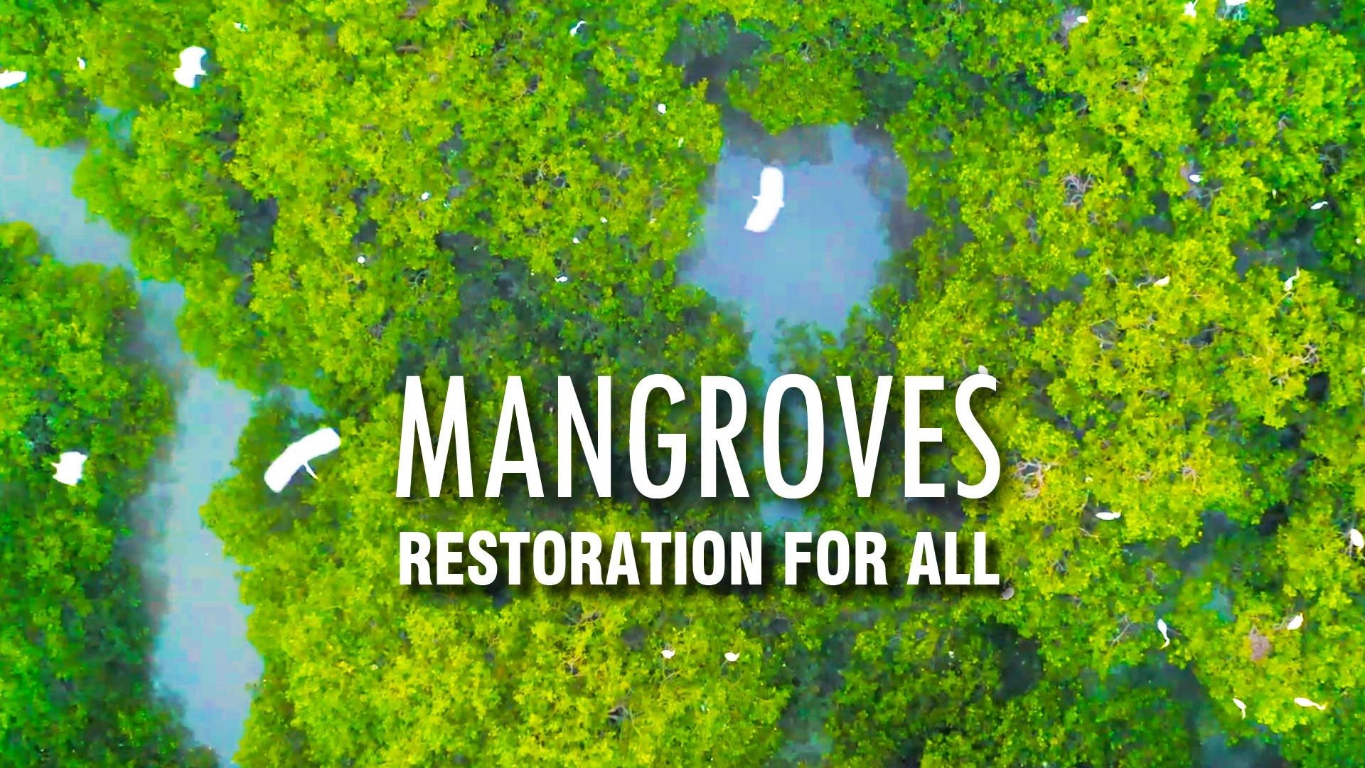 Mangroves restoration for all