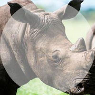 Species_Watch