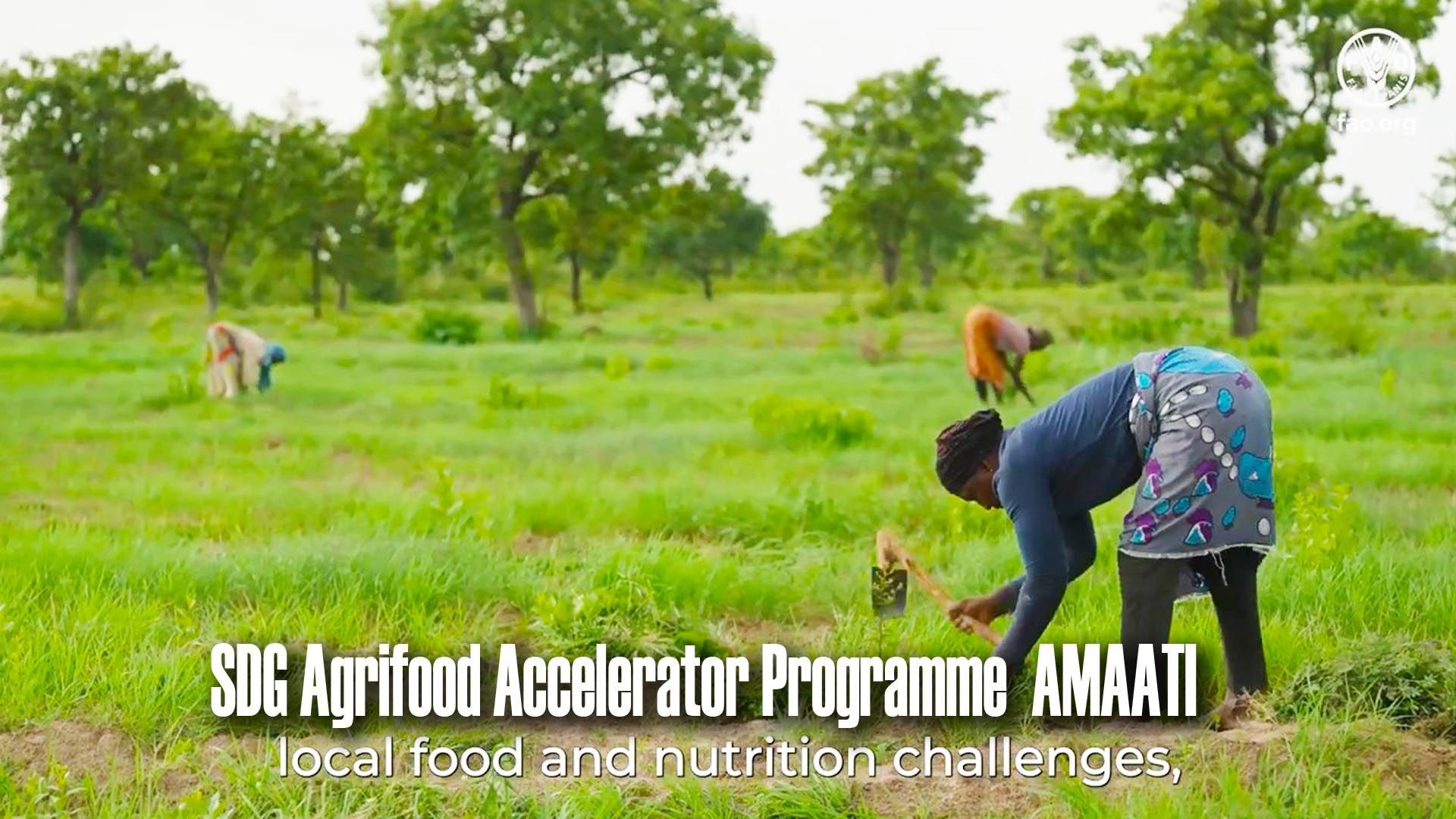 SDG Agrifood Accelerator Programme: AMAATI