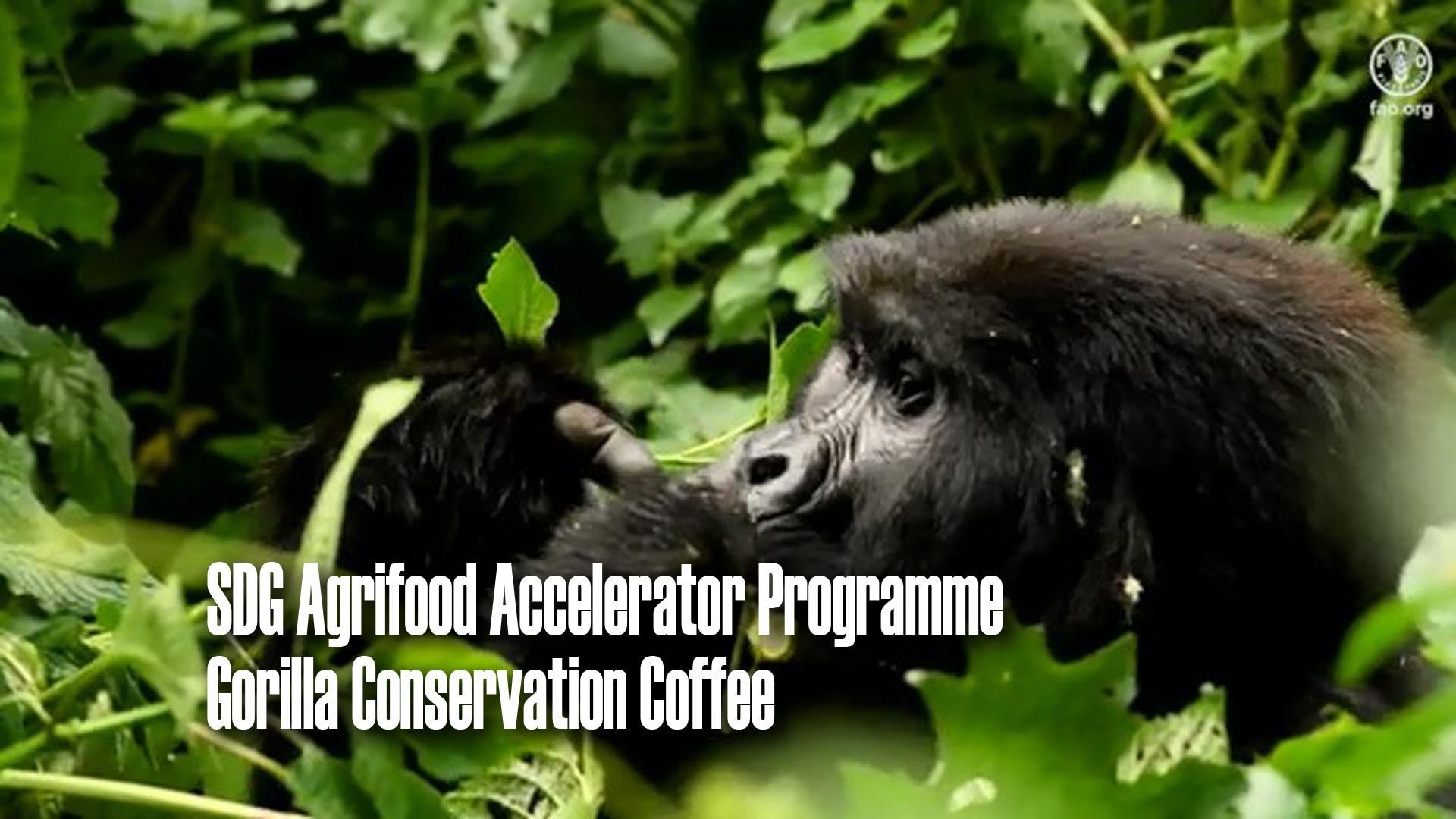 SDG Agrifood Accelerator Programme: Gorilla Conservation Coffee