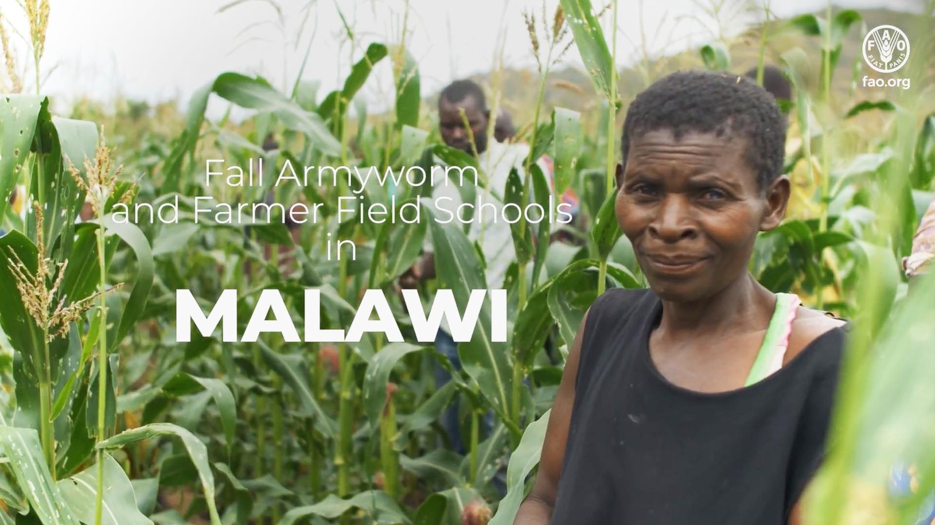 Fall Armyworm and Farmer Field Schools in Malawi