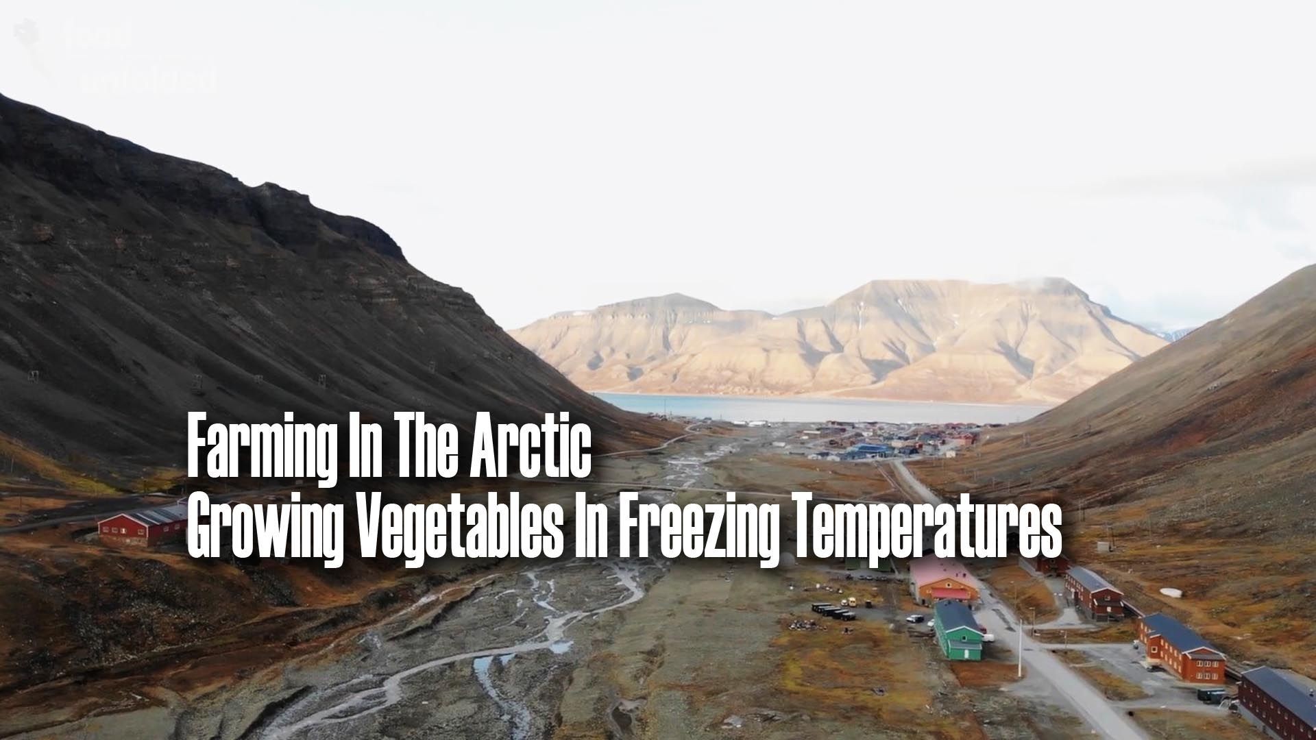 Farming In The Arctic | Growing Vegetables In Freezing Temperatures