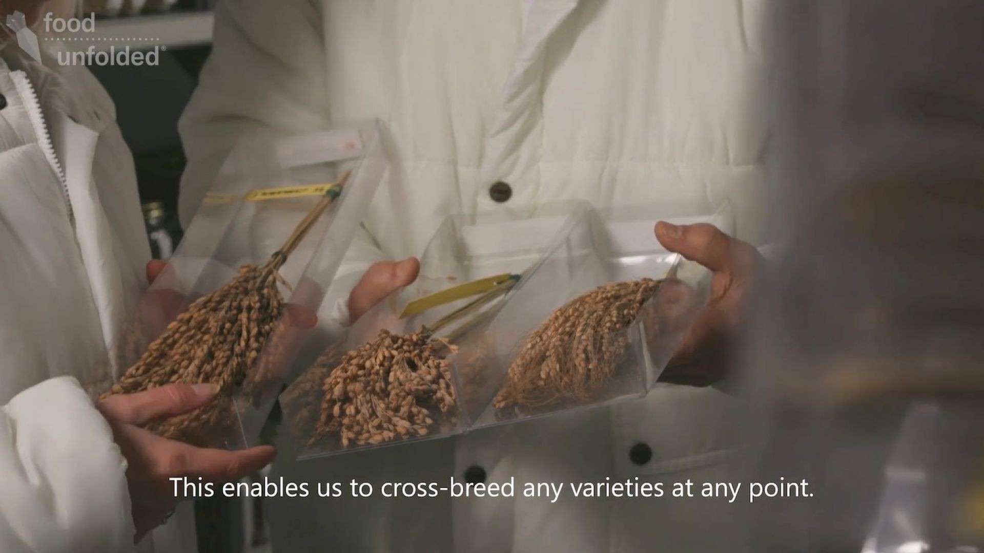 Italian Rice Production  Making Rice More Resilient