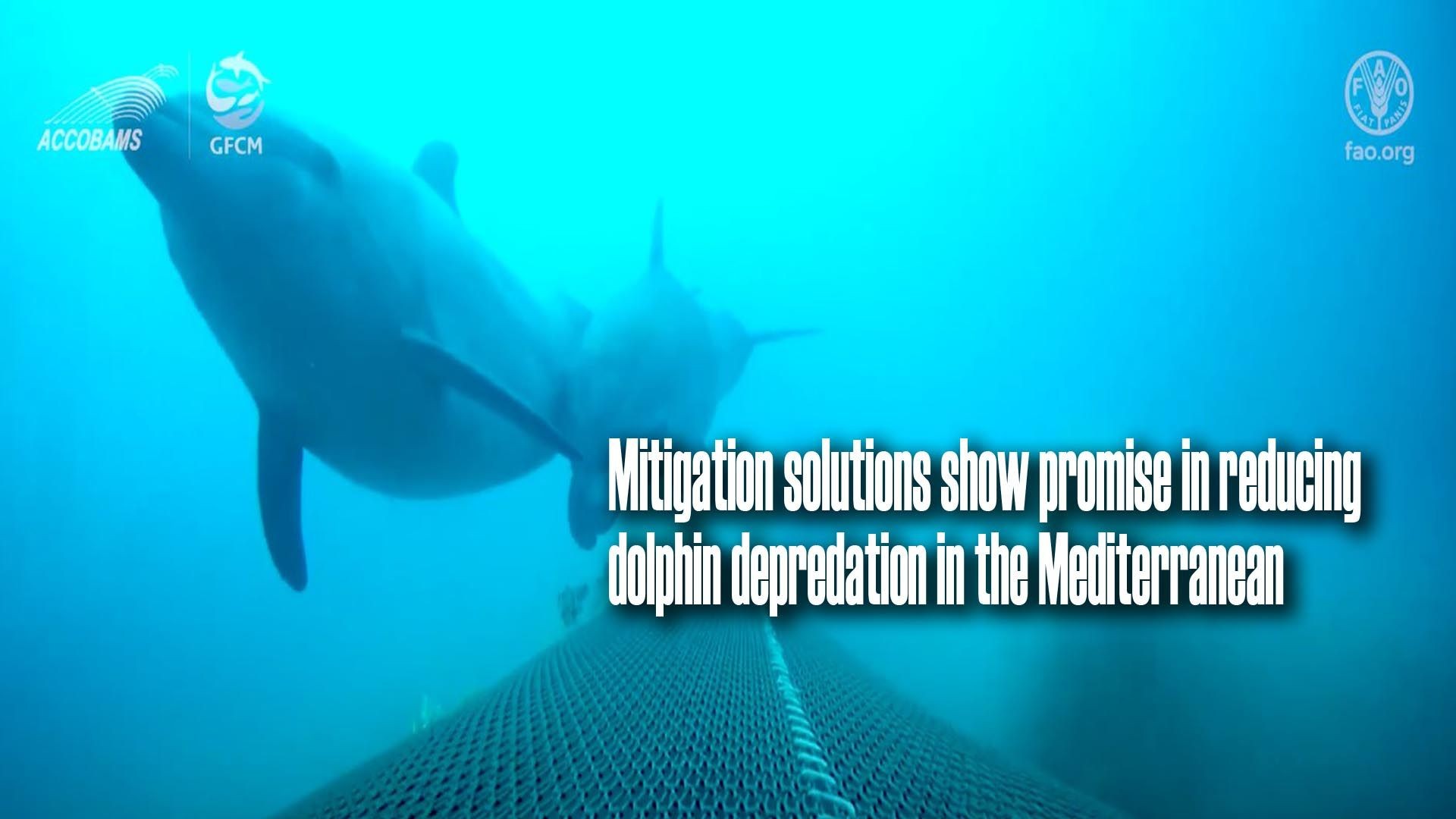 Mitigation solutions show promise in reducing dolphin depredation in the Mediterranean