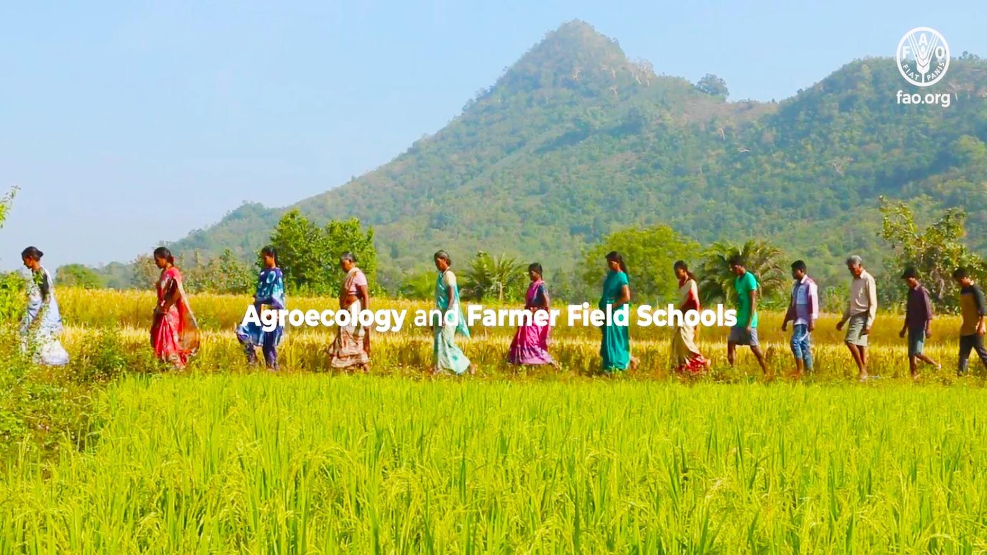 Agroecology and Farmer Field Schools – a solution for Zero Hunger and Ecosystems Restoration