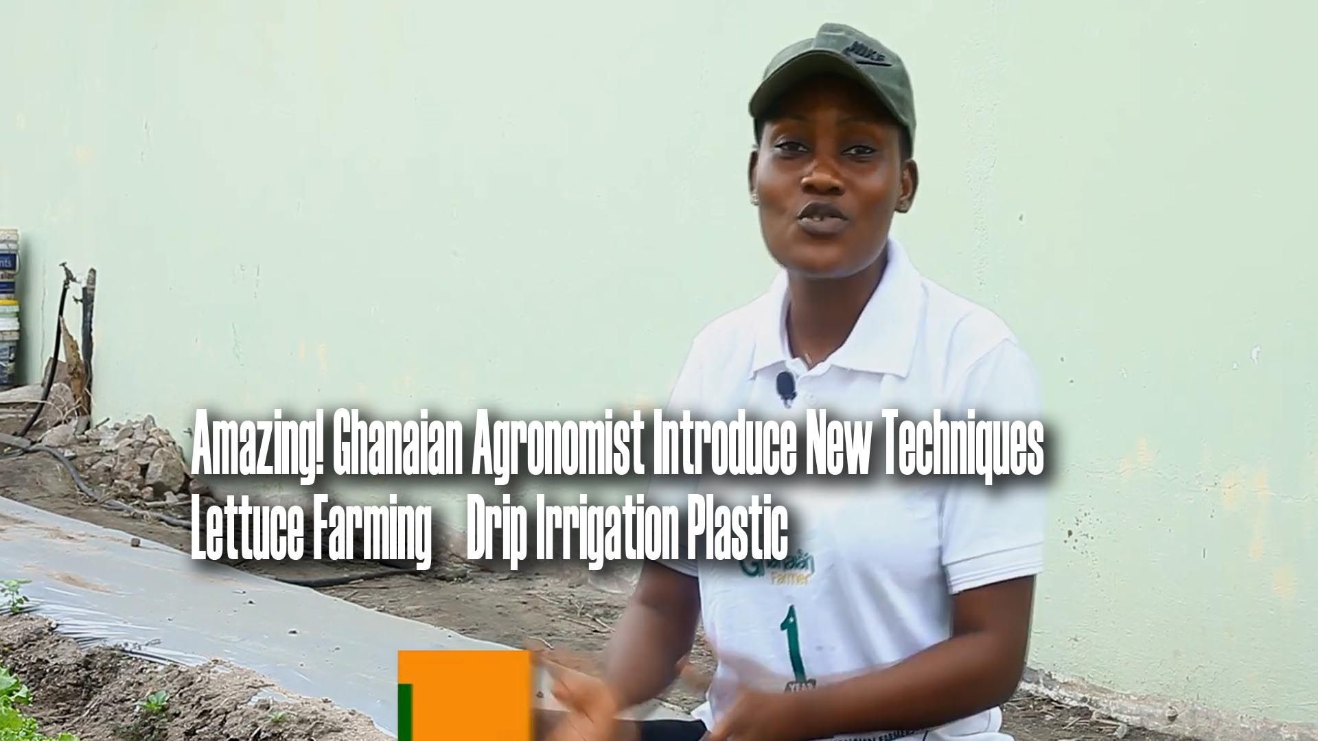 Amazing! Ghanaian Agronomist Introduce New Techniques ||Lettuce Farming || Drip Irrigation Plastic