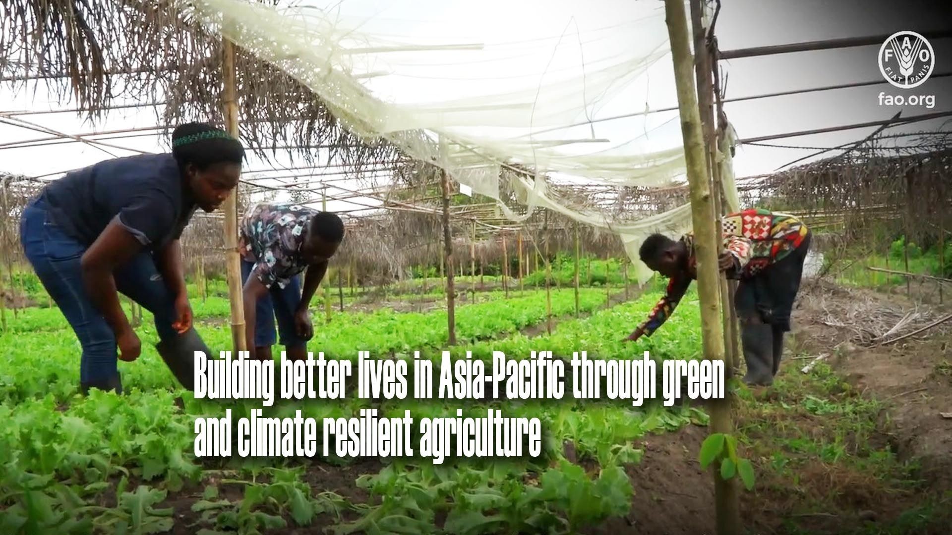 Engaging youth in responsible investment in agriculture in Liberia and Sierra Leone